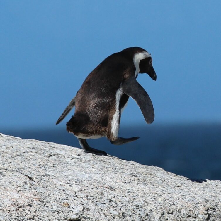 penguin penguin